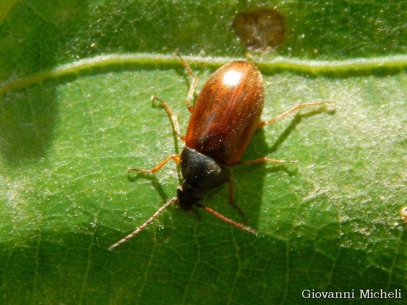 Tenebrionidae Alleculinae, Isomira sp.